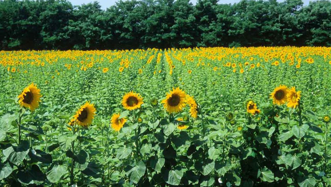 Adottato il piano d’azione europeo per i fertilizzanti