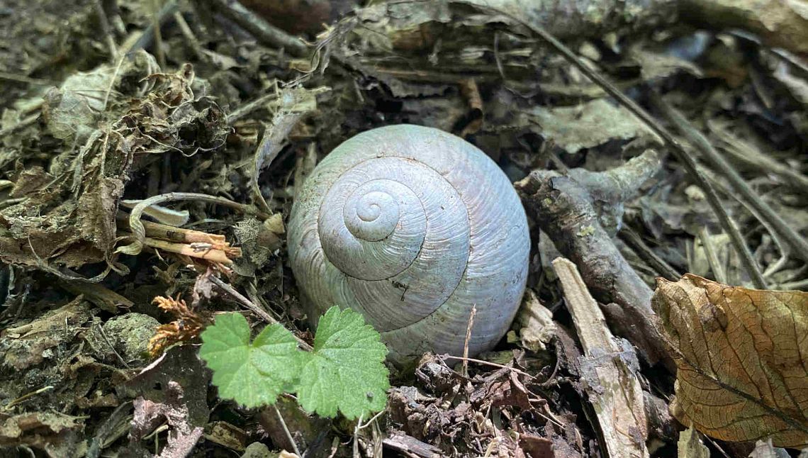 Earth Day: non possiamo permetterci di passare da un Green Deal a un War Deal