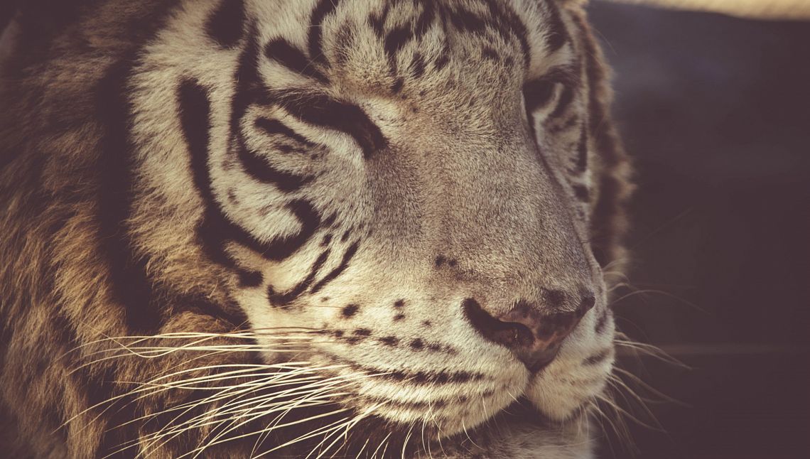Biodiversità: con il calo del 73% delle popolazioni selvatiche la prossima Cop 17 non può far finta di nulla