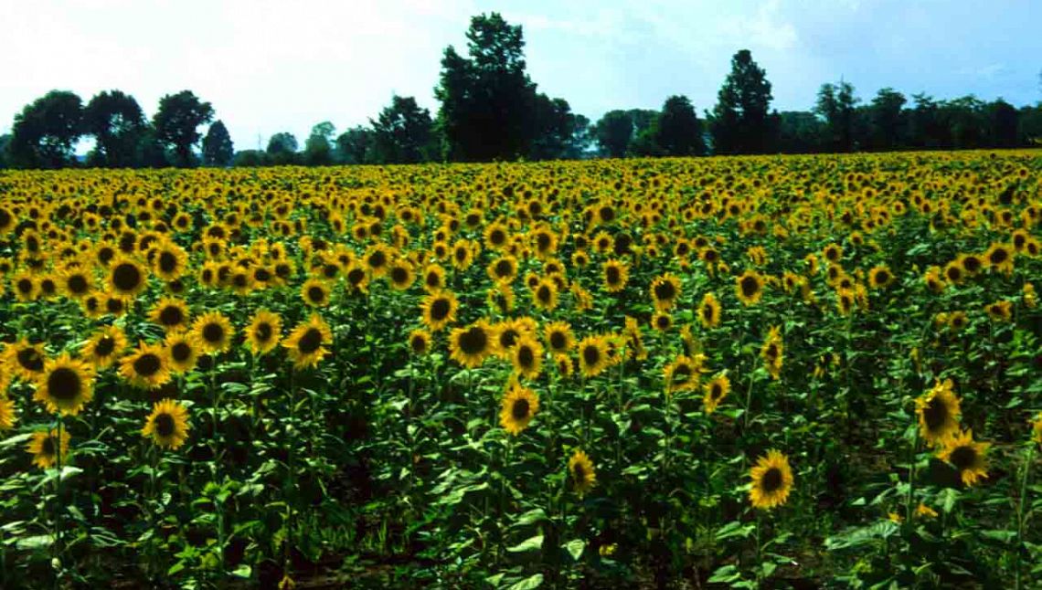 Agri-food-days: rafforzare il ruolo degli agricoltori per la transizione verde