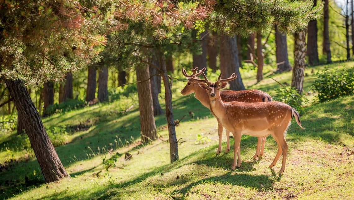 Consiglio Ue sulle Cop clima, biodiversità, desertificazione: alzare l’ambizione