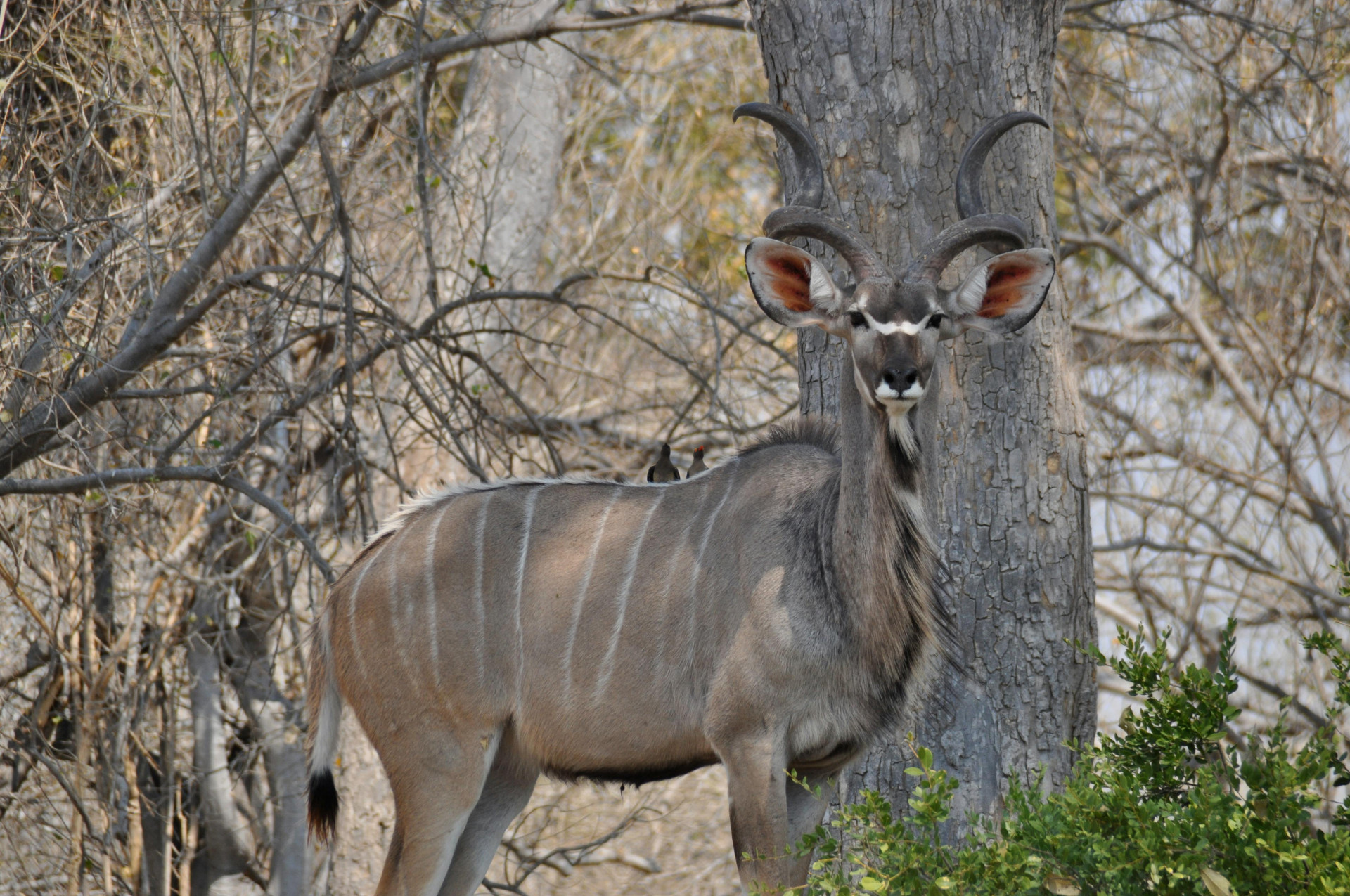 Il paradosso della caccia sportiva in Africa: uccidere per conservare la specie
