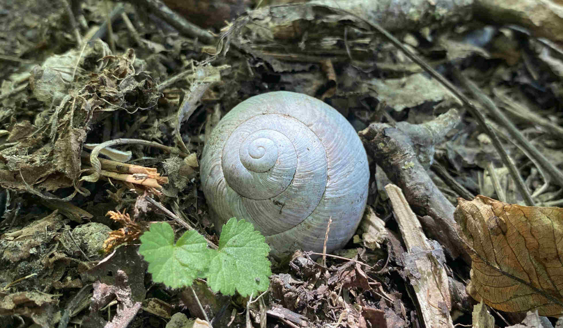 Earth Day: non possiamo permetterci di passare da un Green Deal a un War Deal