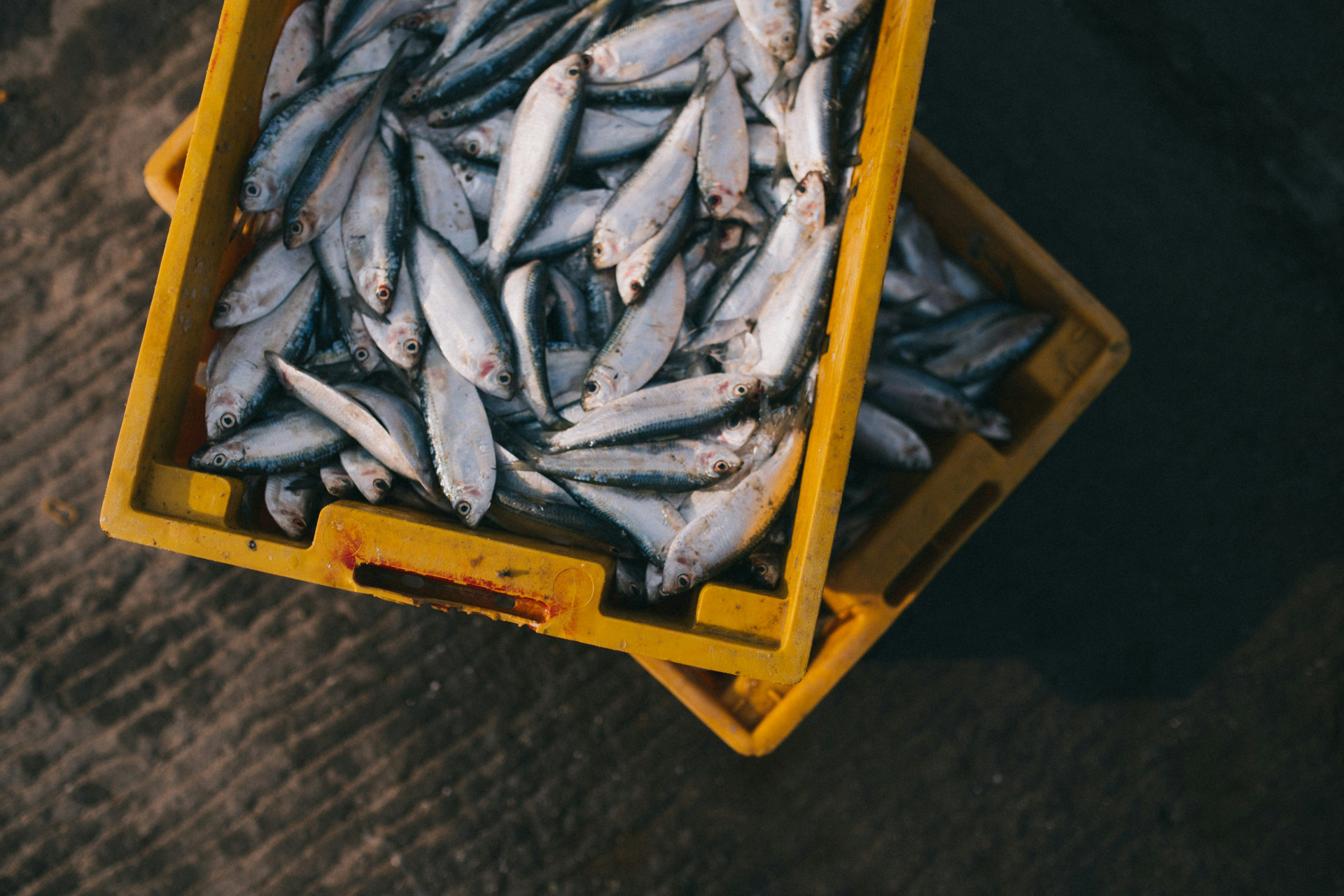 Menù a base di pesce? Meglio se con specie “climate winners” nel piatto